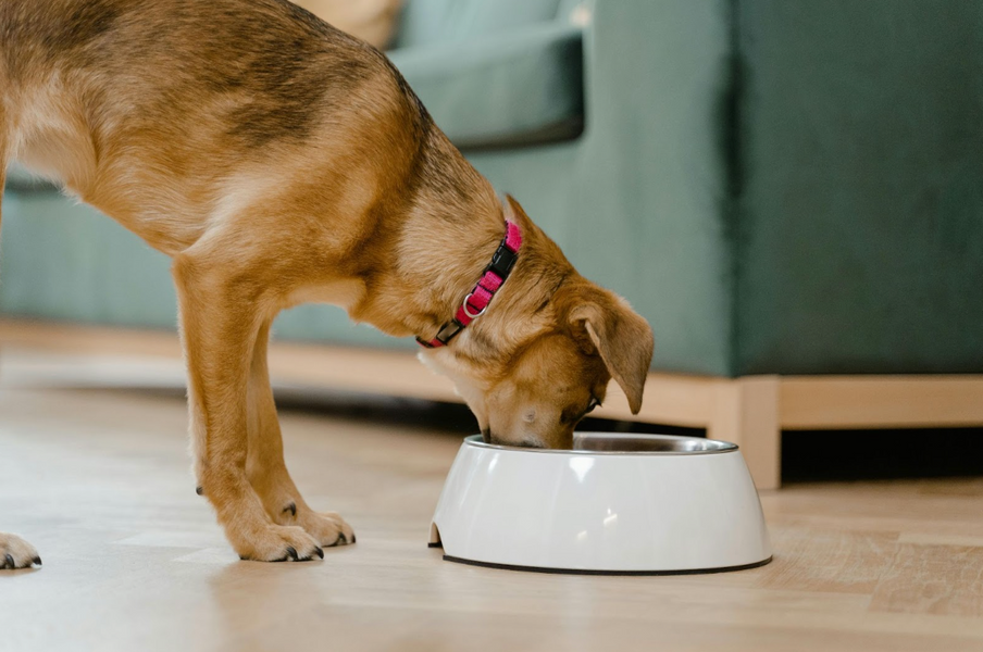 The Benefits of Feeding Your Dog a Raw Food Diet