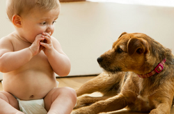 Baby and Pet Safety