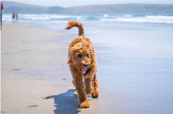 16 Things to Know Before You Get a Goldendoodle for Your Kids!