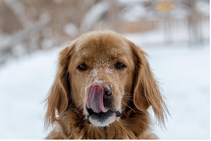 10 Dog Winter Safety Tips