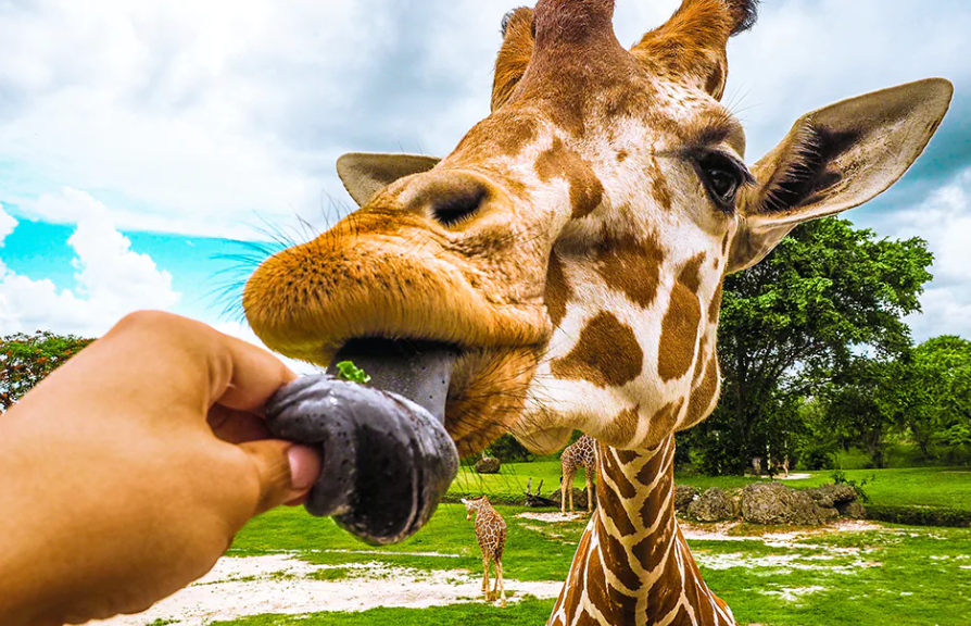 Family-Friendly Weekend Getaways Near Houston