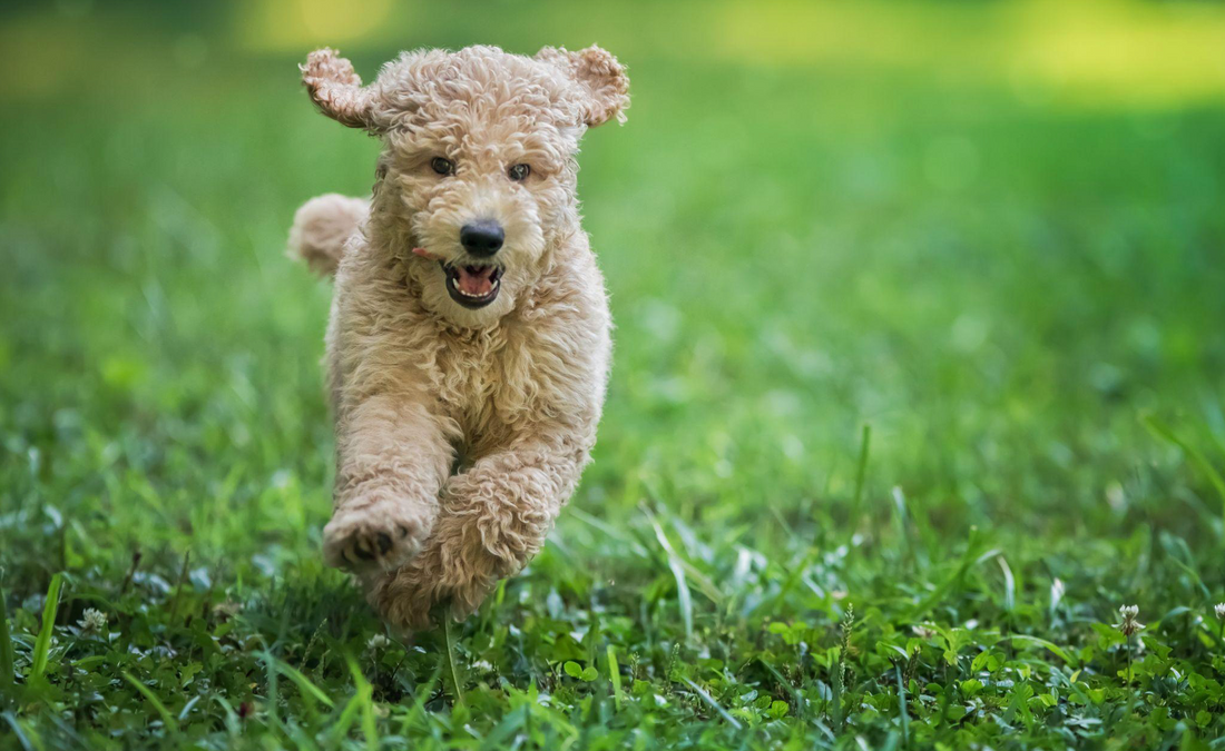 Are Mini Goldendoodles Smart?