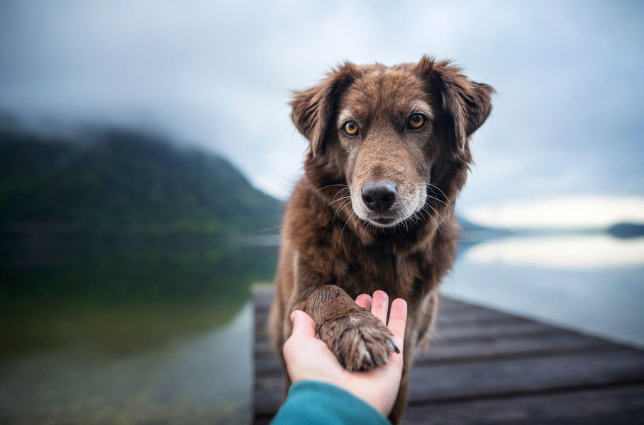 How to Get My Dog Certified as an Emotional Support Animal