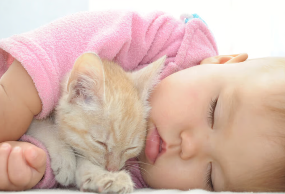 Combatting Childhood Cat Allergies: The Role of Cat Allergy Shots
