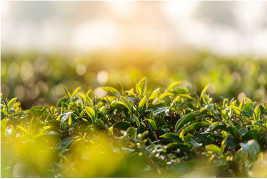 Tea and Sustainability: Navigating Environmental Concerns in the Industry