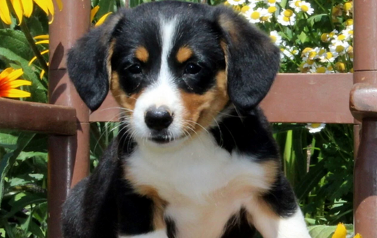 How to Create a Puppy-Friendly Home Environment
