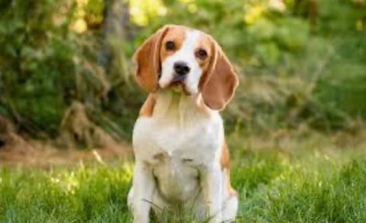 Preparing Your Urban Apartment for Baby and Puppy