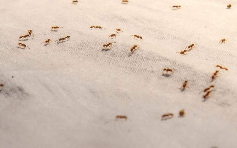 Reasons to Rely on Professional Pest Management Services