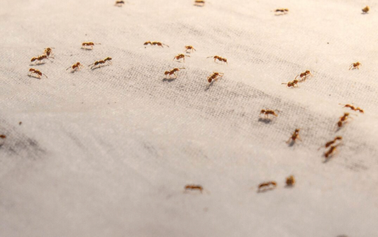 Reasons to Rely on Professional Pest Management Services