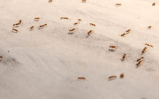 The Trusted Guide to Finding Reliable Exterminators in Louisville, Kentucky