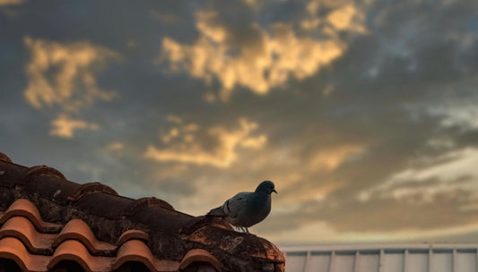 Healthy Homes: How a Secure Roof Protects Your Little Ones