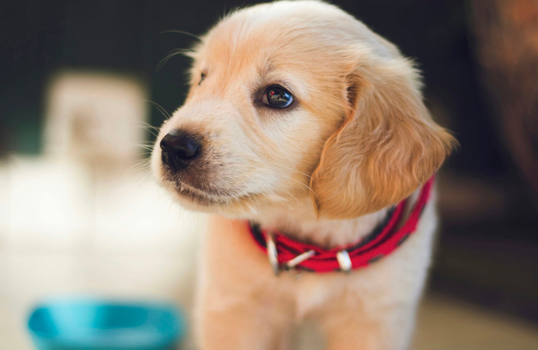 puppy