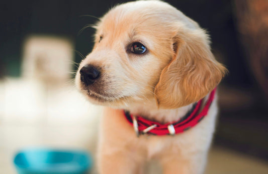 puppy
