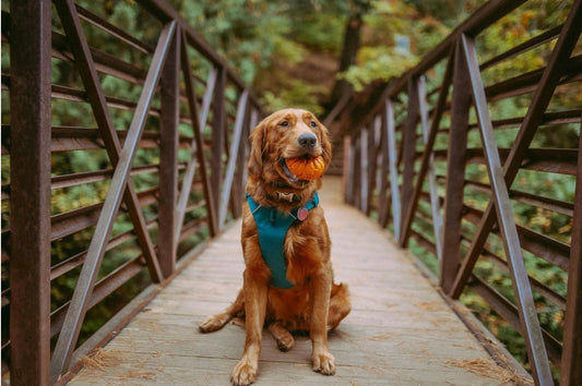 No‑Pull Harnesses: How to Choose a Safe, Comfortable Option for Strong Dogs?